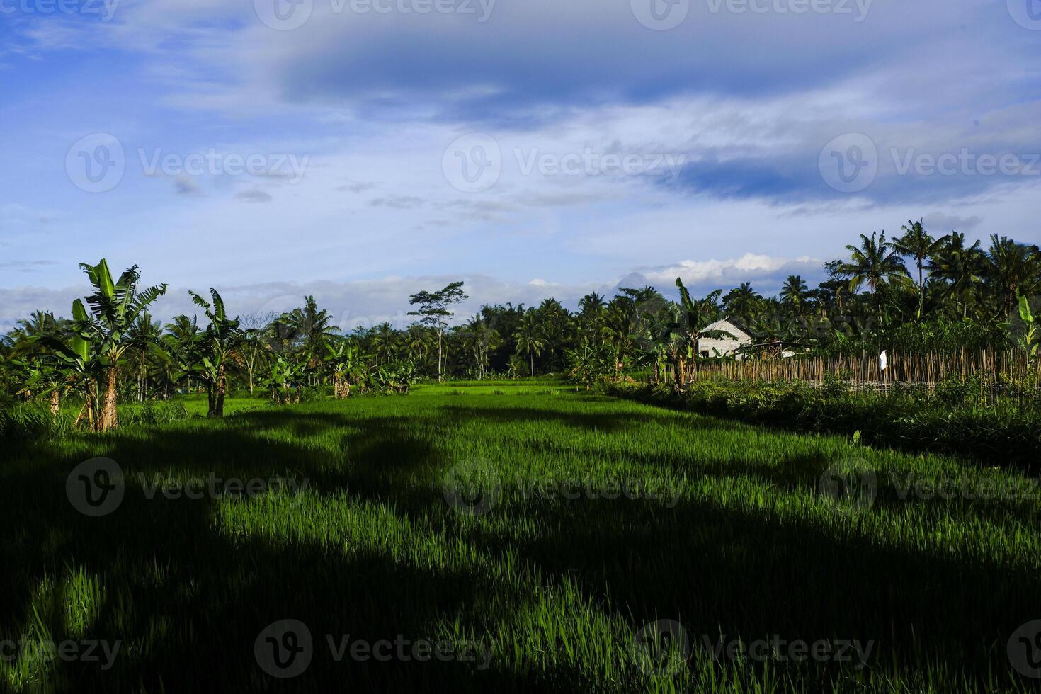 a stretch of rice fields during the day which is quite cloudy but still bright photo