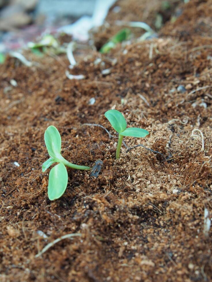 seeding and young plant with long root growup in soil photo