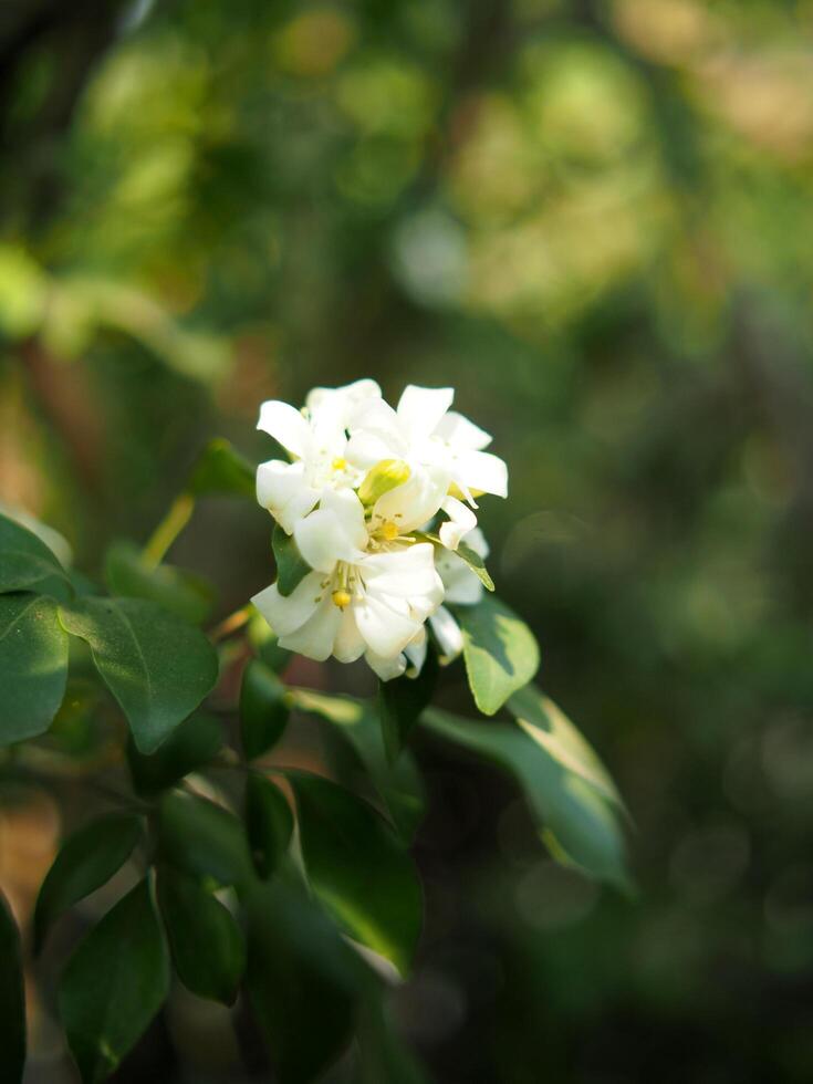 white flower orange jasmine on green background nature photo