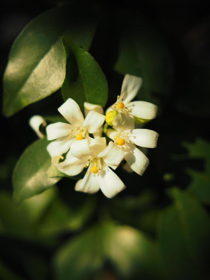 white flower orange jasmine on green background nature photo