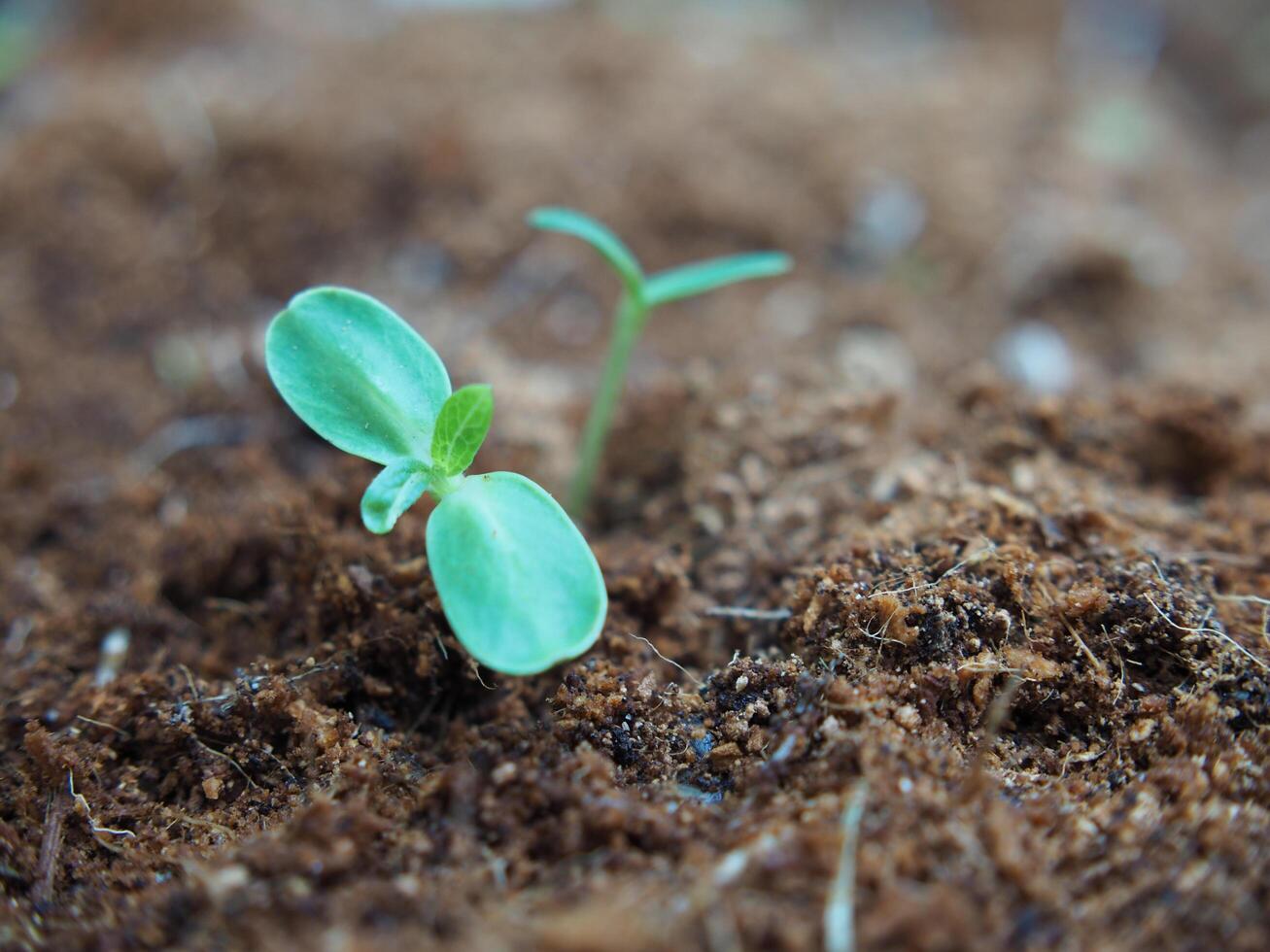 siembra y joven planta con largo raíz crecer en suelo foto