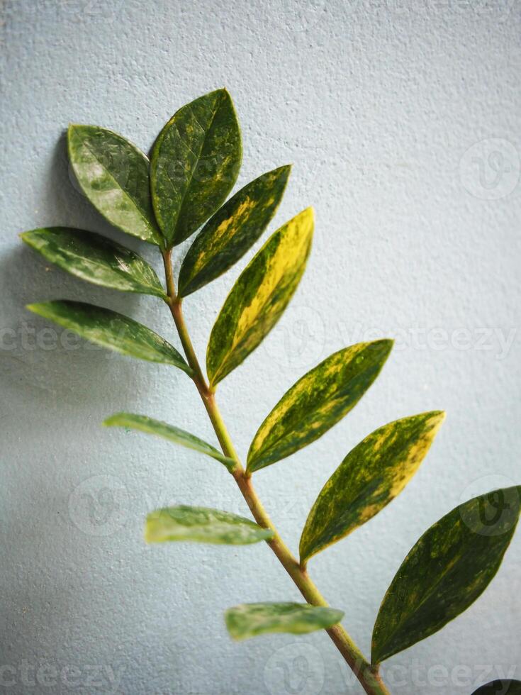 variegated zamioculcas zamifolia on blue background photo