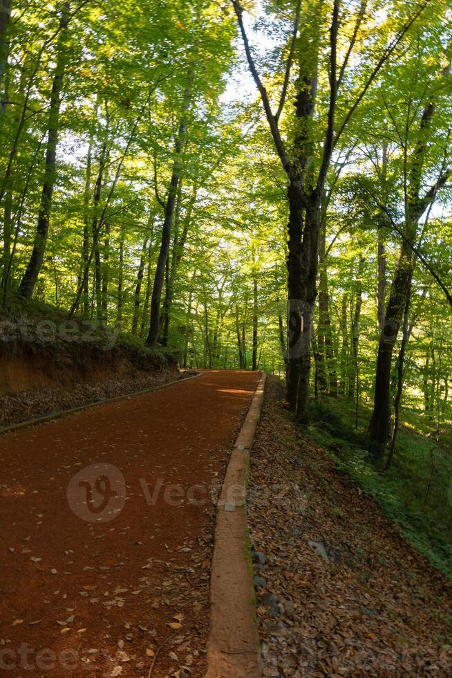 Jogging or running trail in a forest at daytime vertical photo