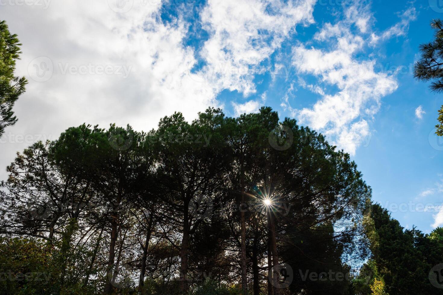Partly cloudy sky and trees in the forest. Carbon net zero concept photo