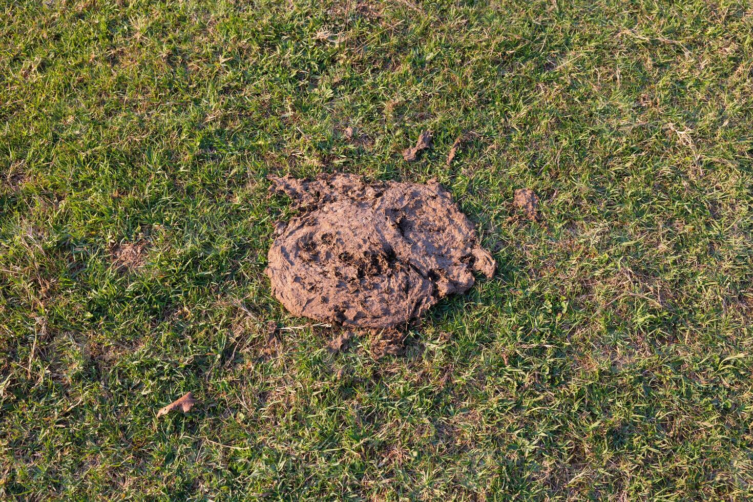 Fresh cow dung or manure on the grasses from top view photo