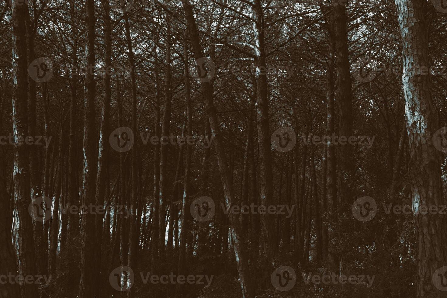 Moody and monochrome pine forest background photo