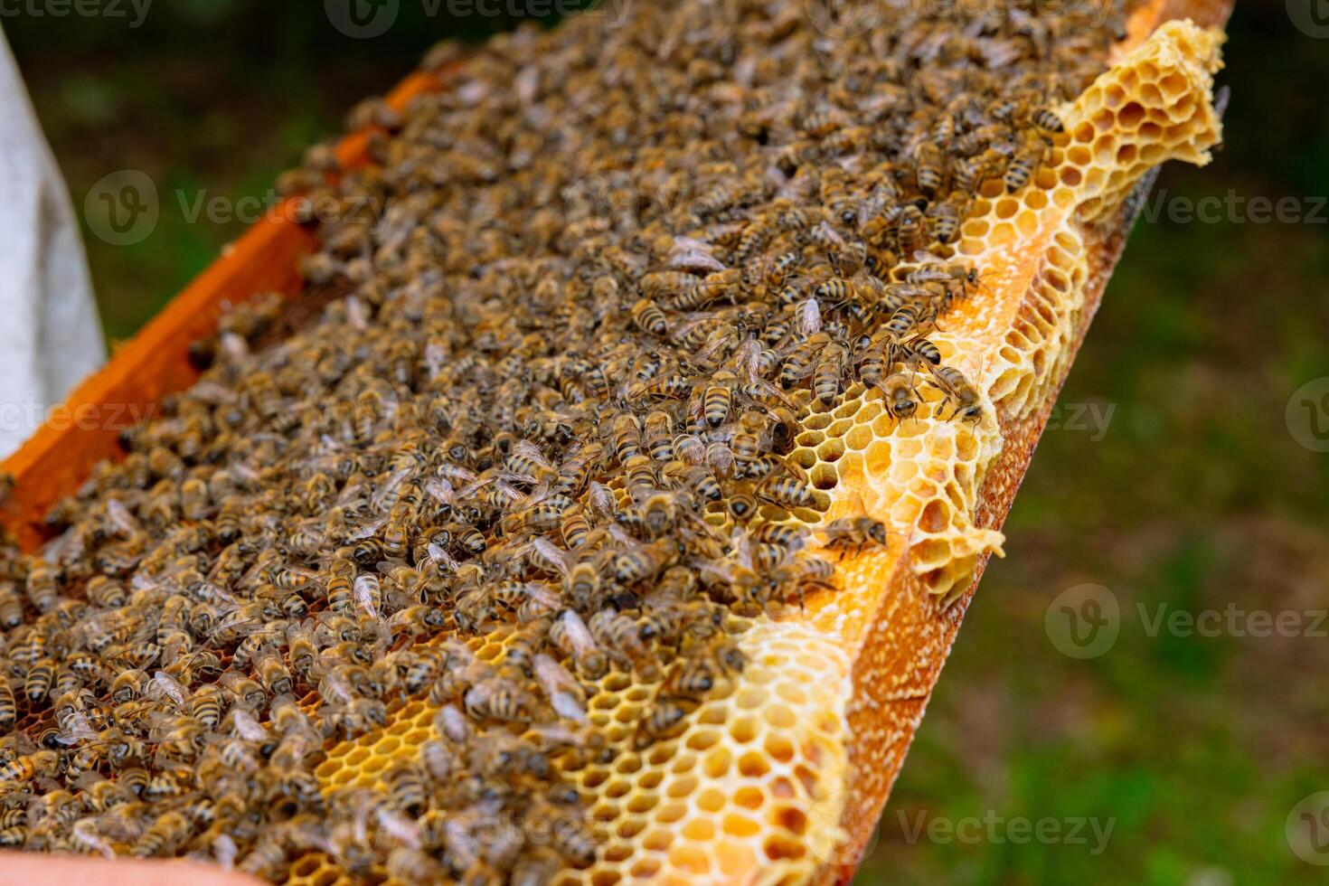 abejas en el colmena marco en enfocar. apicultura concepto foto