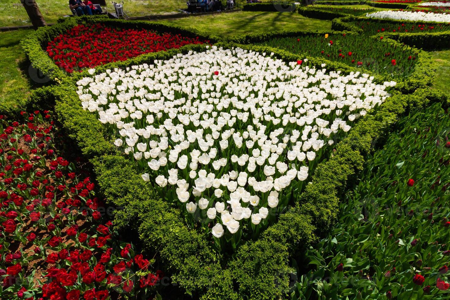 White and red tulip beds in a park photo