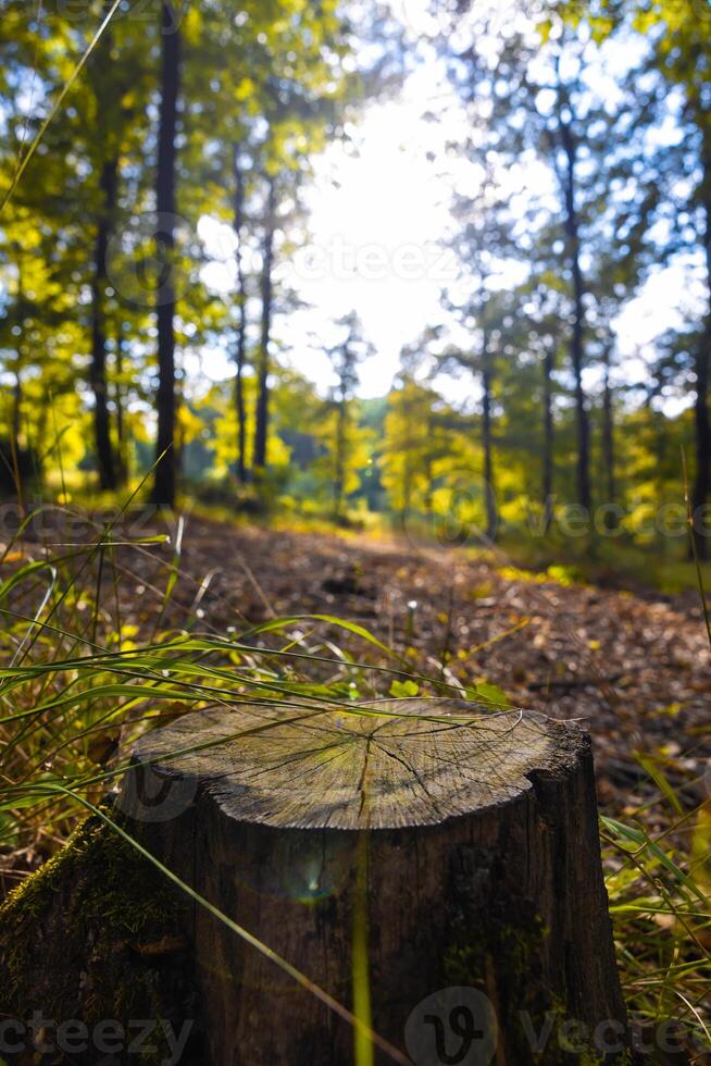 deforestation concept vertical photo. tree stump in focus photo