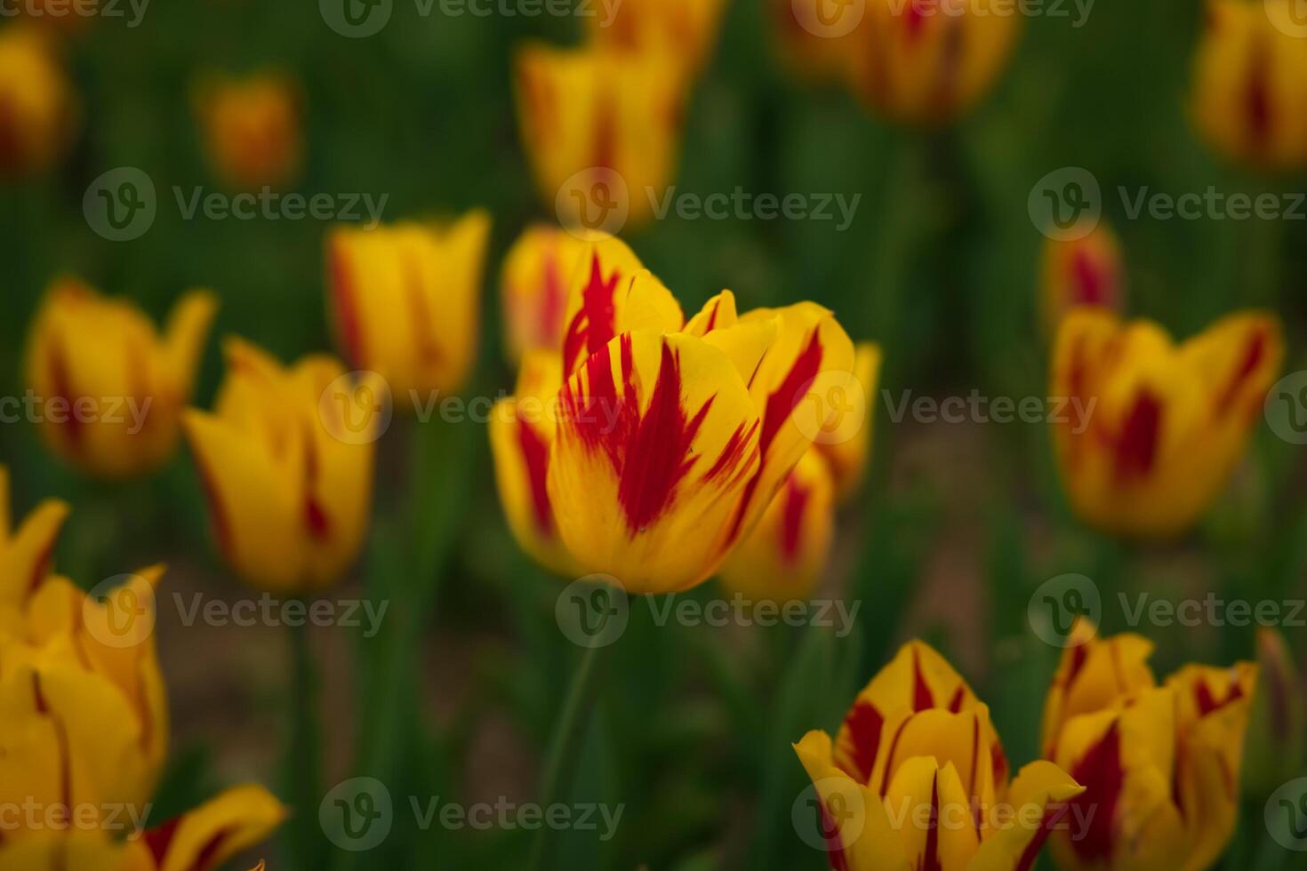 Red and yellow colored tulips in focus. Spring blossom concept photo