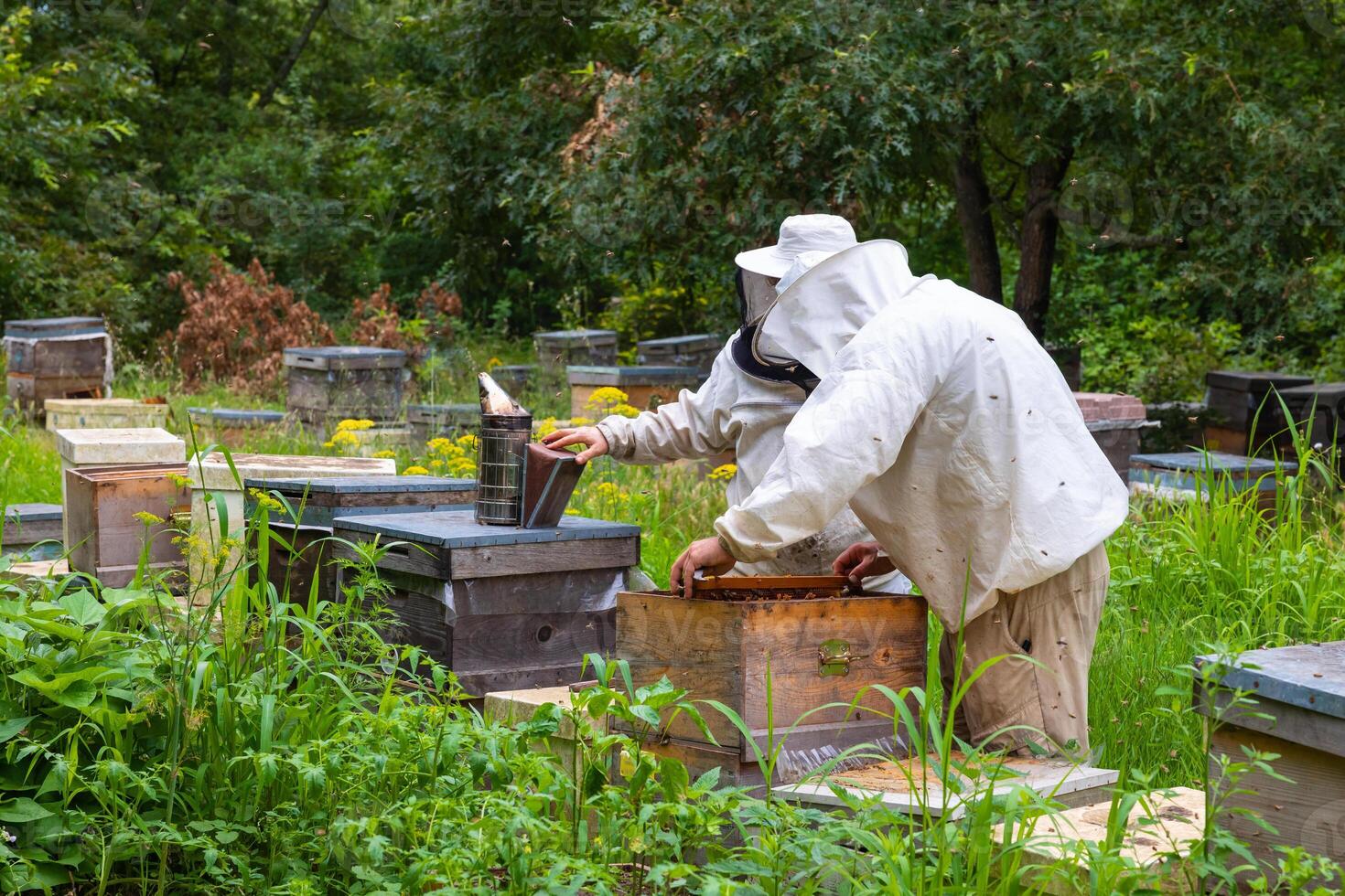 Two beekeepers checking a beehive with bee smoker. photo