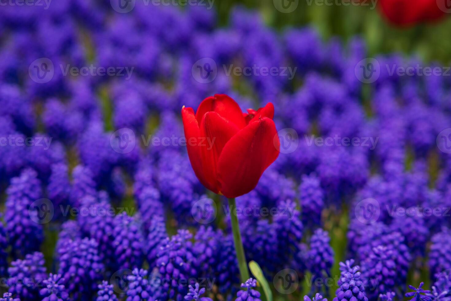 A red tulip in the grape hyacinths photo
