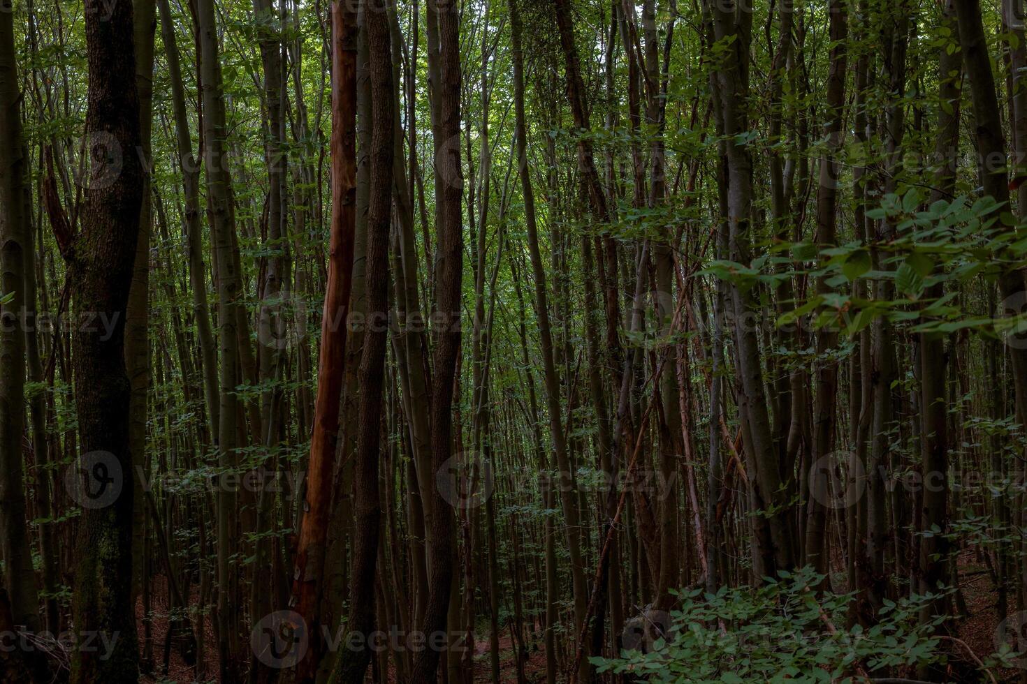 Lush moody green forest. Carbon net zero concept background photo