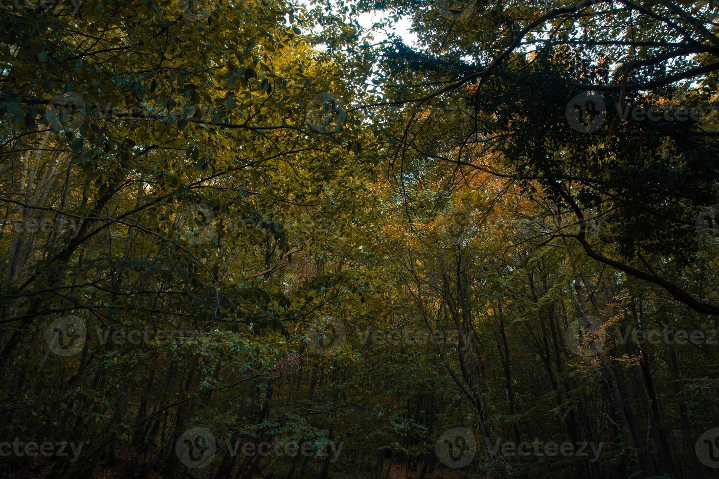Moody lush forest view from inside. Carbon neutrality concept photo