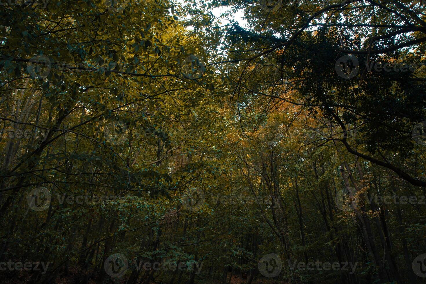 temperamental lozano bosque ver desde adentro. carbón neutralidad concepto foto