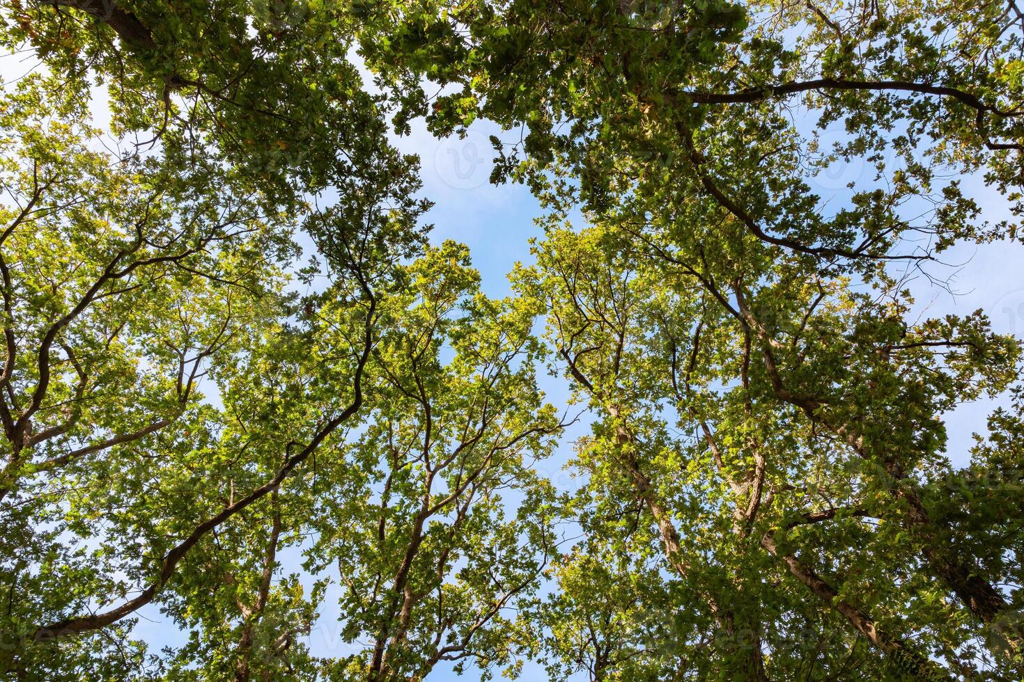 Green trees from below and clear sky on the background photo