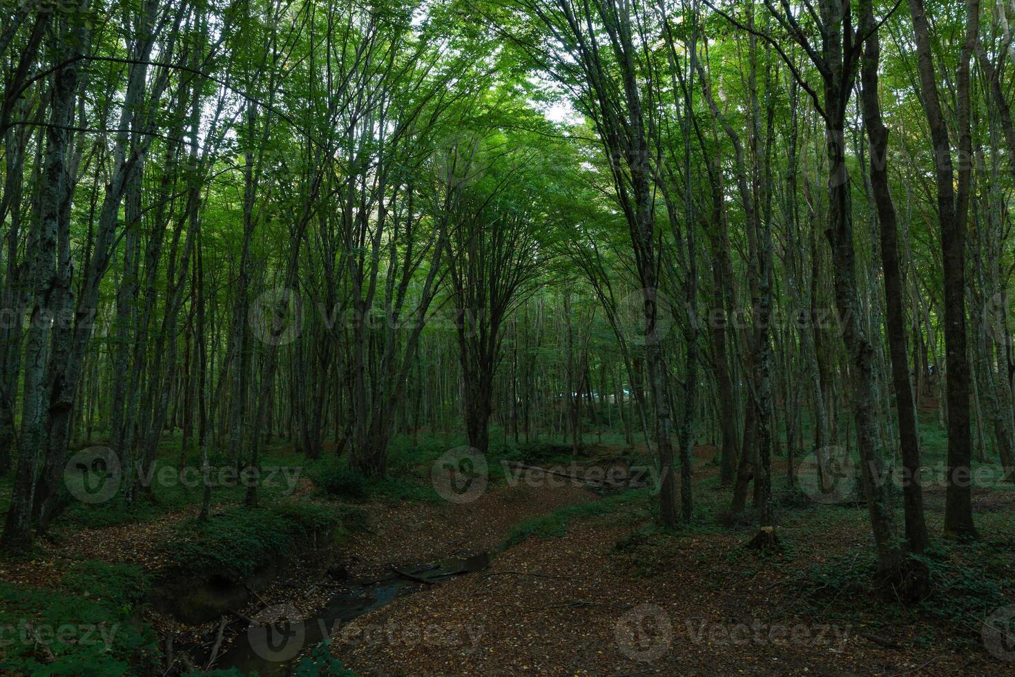 exuberante verde bosque ver desde adentro. carbón red cero concepto foto