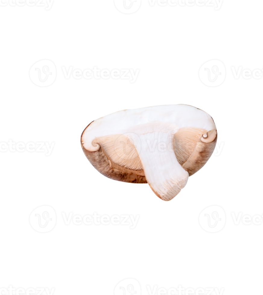 Front view of shiitake mushroom half isolated with clipping path in png file format