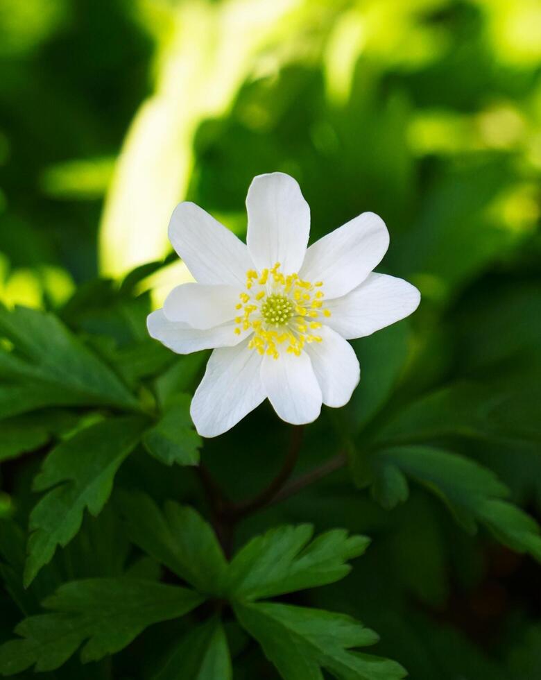 white wood anemone in a German forest. photo