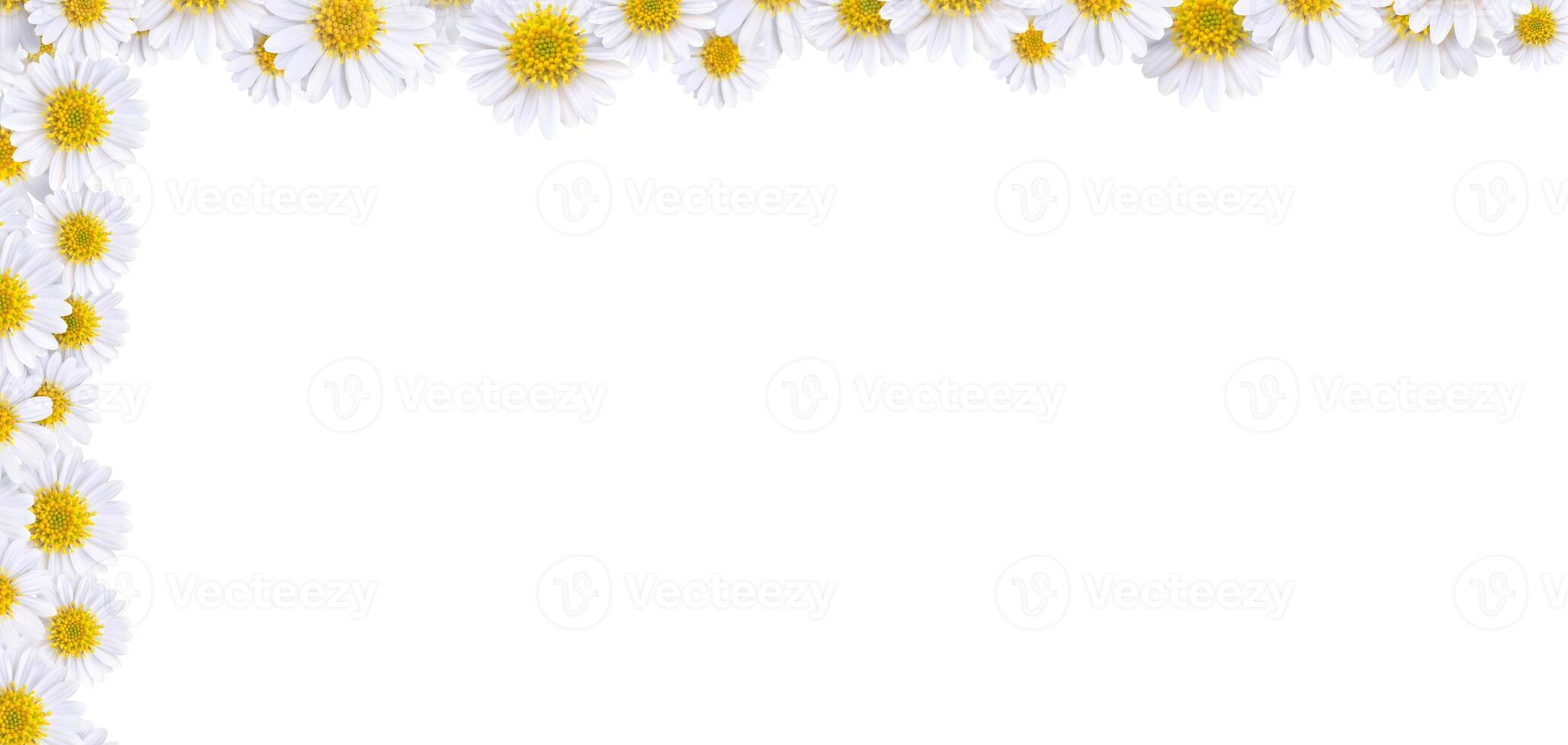 Many beautiful daisies For making background images photo