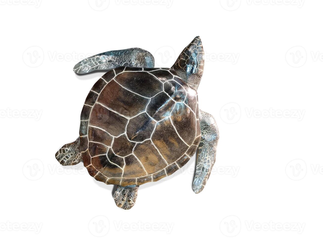 Sea turtle isolated on white background. Top view. photo