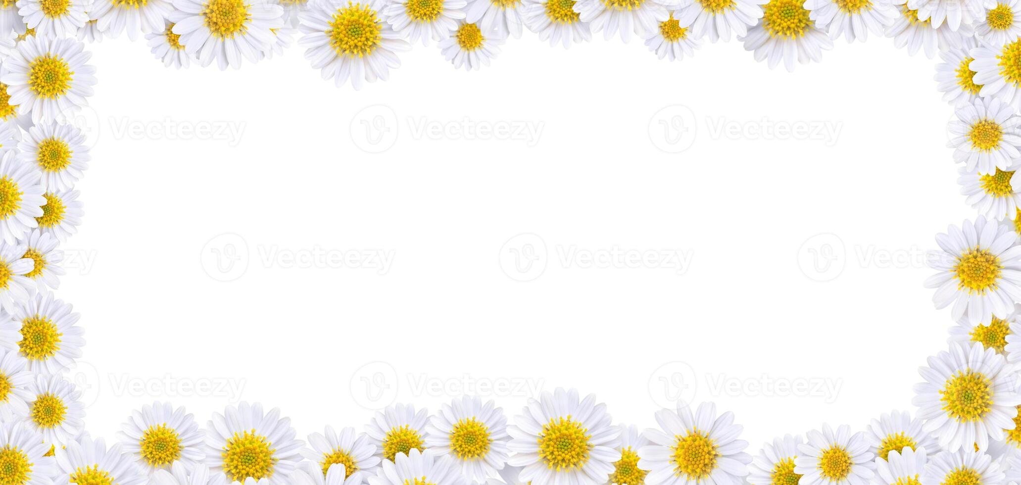 Many beautiful daisies For making background images photo