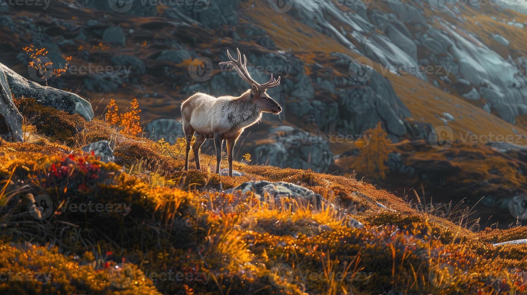 ai generado un majestuoso ciervo soportes en un cresta con el dorado ligero de puesta de sol destacando el otoño follaje foto