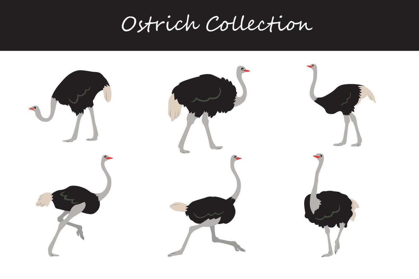 Ostrich collection. Vector illustration. Isolated on white background.