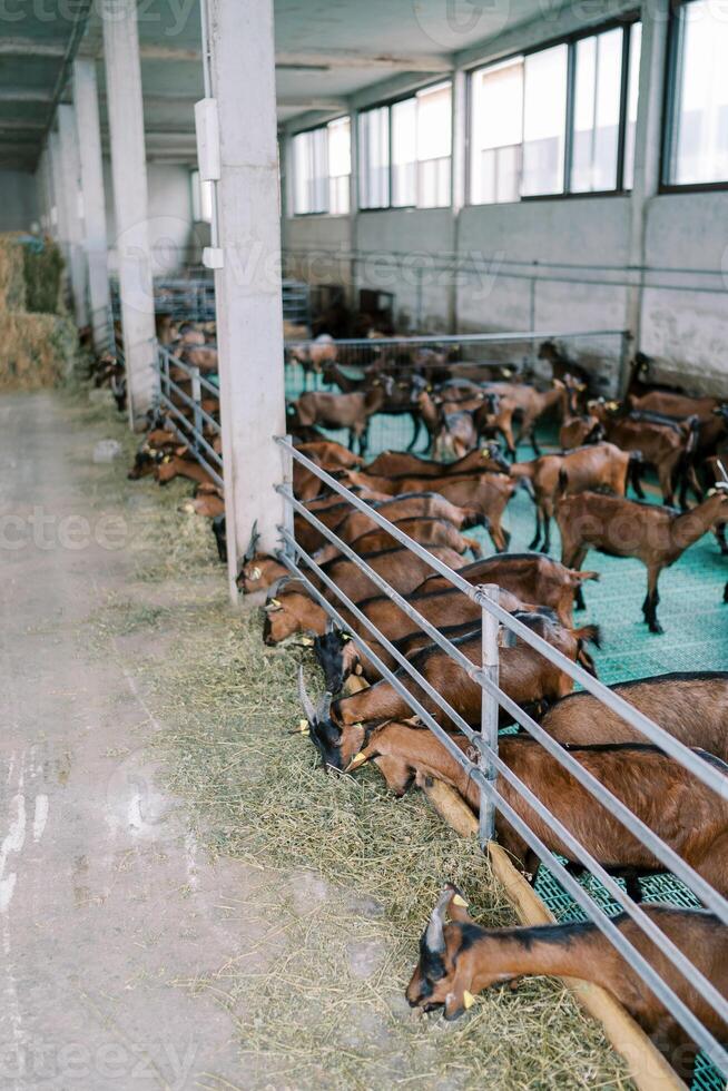 Brown goats eat hay while leaning out from behind the fence of a pen on a farm. Side view photo