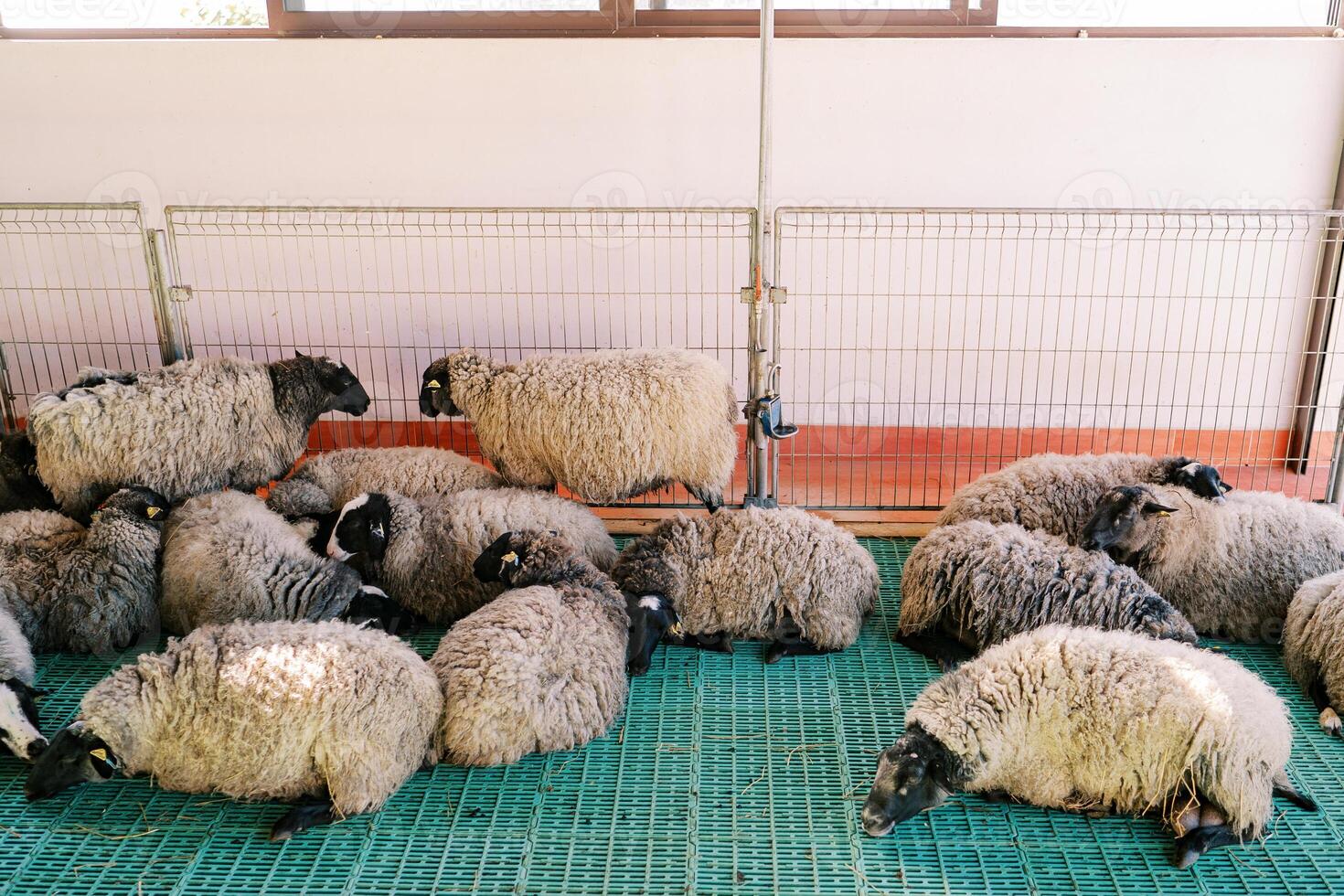 Flock of fluffy sheep sleeps on the floor in a pen with their heads on their front paws photo