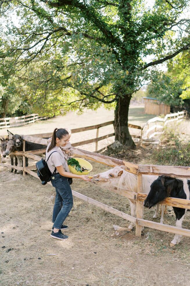 Mom with a little girl in her arms feeds a pony through the fence in the park photo