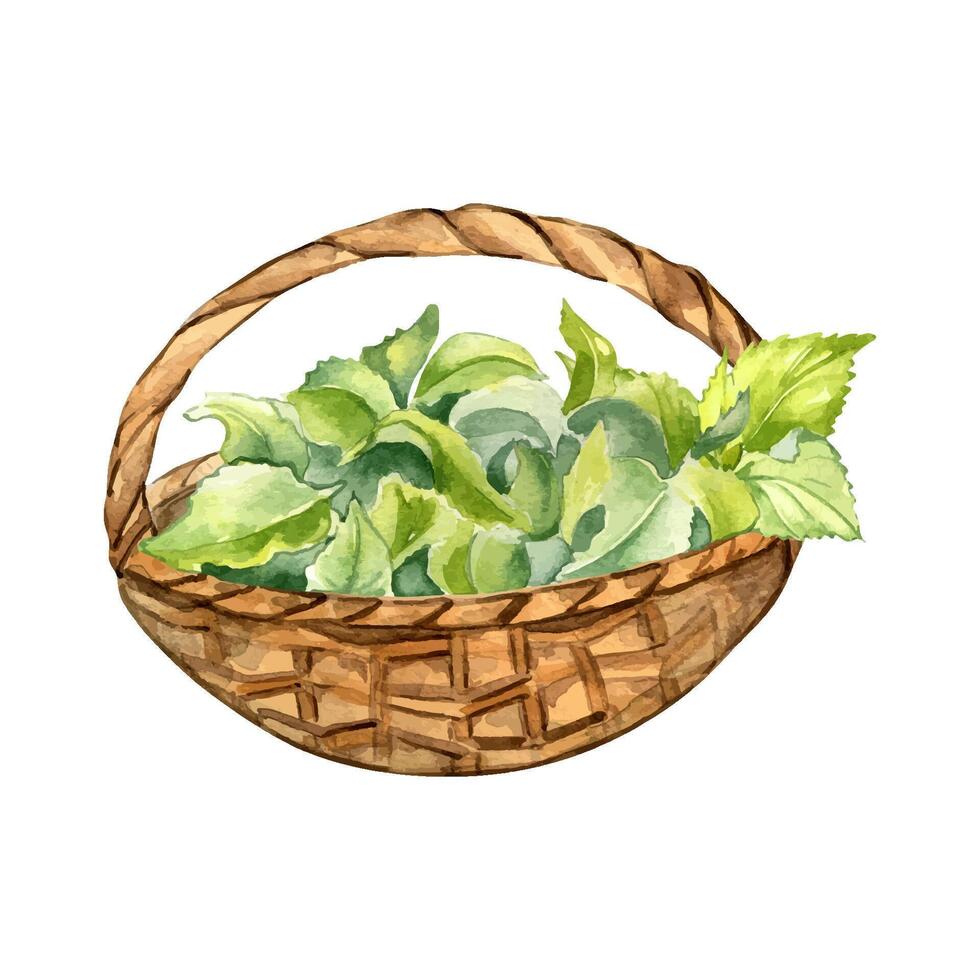 Full straw basket of nettle leaves watercolor illustration isolated on white. Rustic basket with herbal plants hand drawn. Design element for card, label, package, nettle product, apothecary. vector