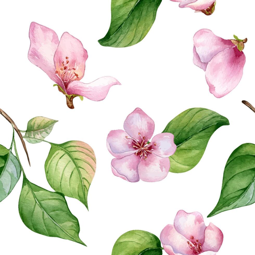 Pink flowers of apple tree and leaves seamless pattern watercolor isolated on white. Blossom fruit tree branch hand drawn. Design element for packaging, backdrop, wallpaper, textile. vector