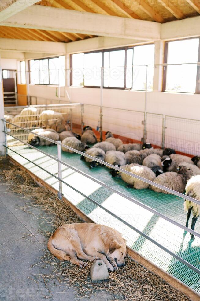 Large dog sleeps on the hay next to a pen with sleeping sheep photo