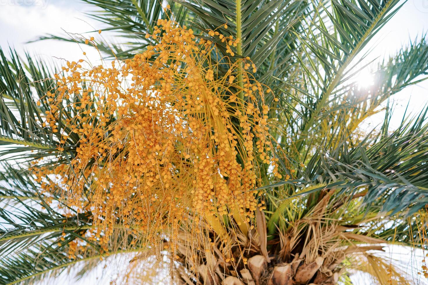 Bunches of yellow dates growing on a green date palm in bright sunlight photo