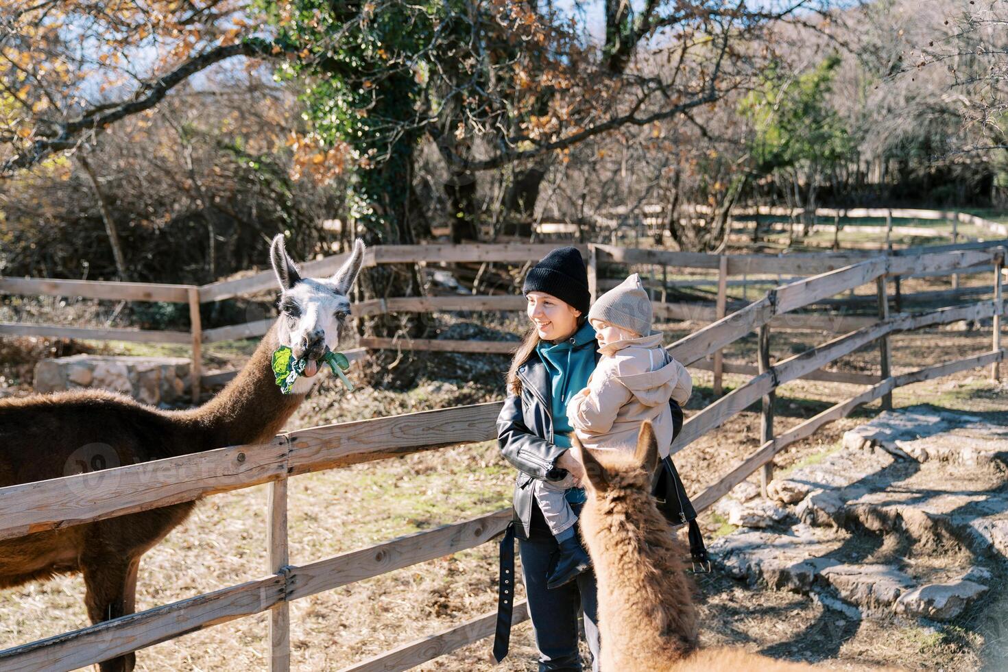 Smiling mother with a little girl in her arms stands near a fence in the park and looks at a llama chewing green leaves photo