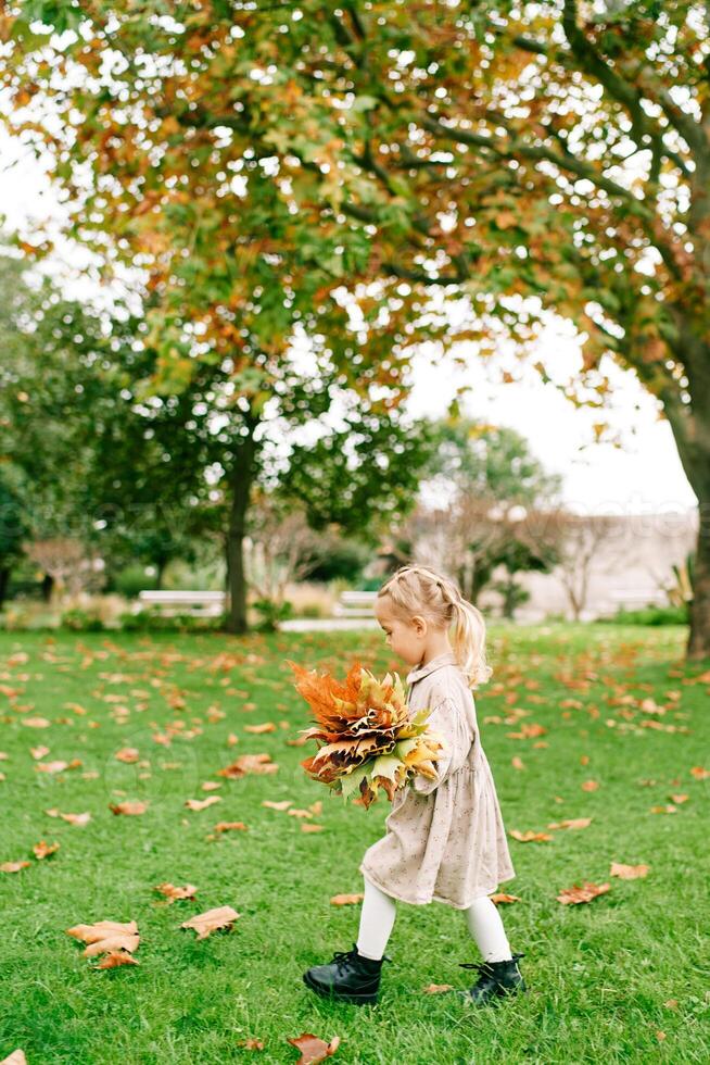 Little girl walks through the park collecting a bouquet of yellow leaves. Side view photo