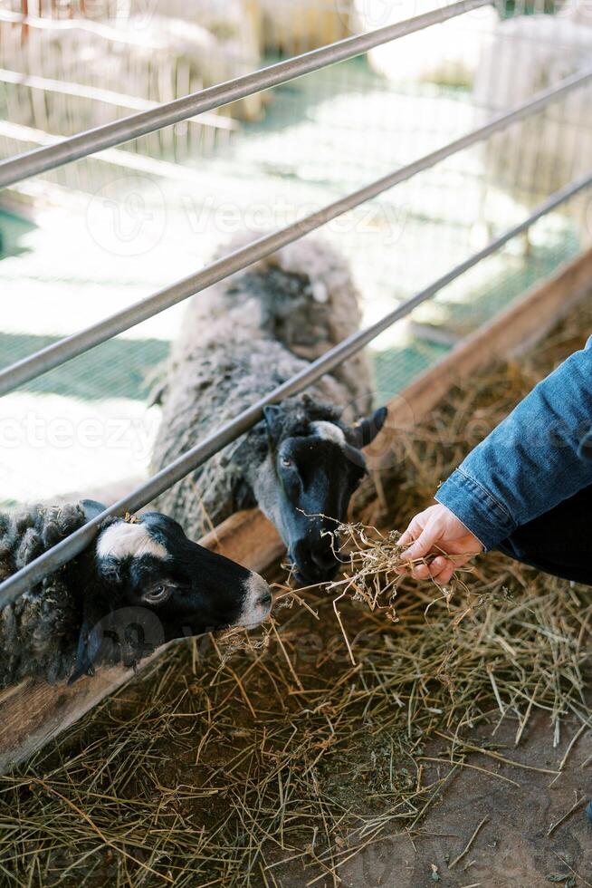 Man feeds hay to black sheep leaning out from behind a barn fence on a farm. Cropped. Faceless photo