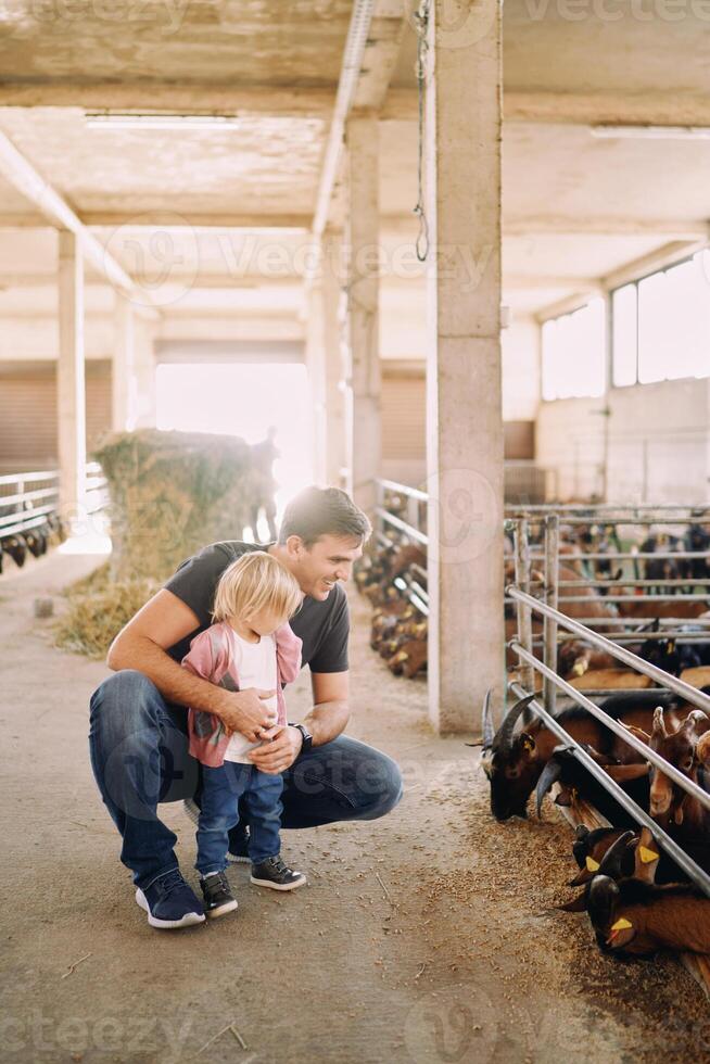 Dad squatted next to a little girl in front of a pen with goats eating grain photo