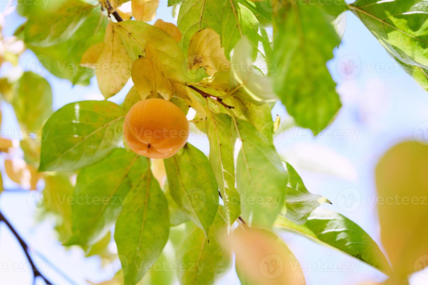 Orange persimmon hangs on yellowing tree branches against a blue sky photo