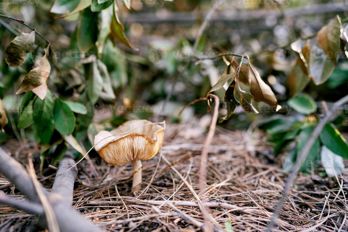 Large lepiota mushroom grows in the forest among dry leaves photo