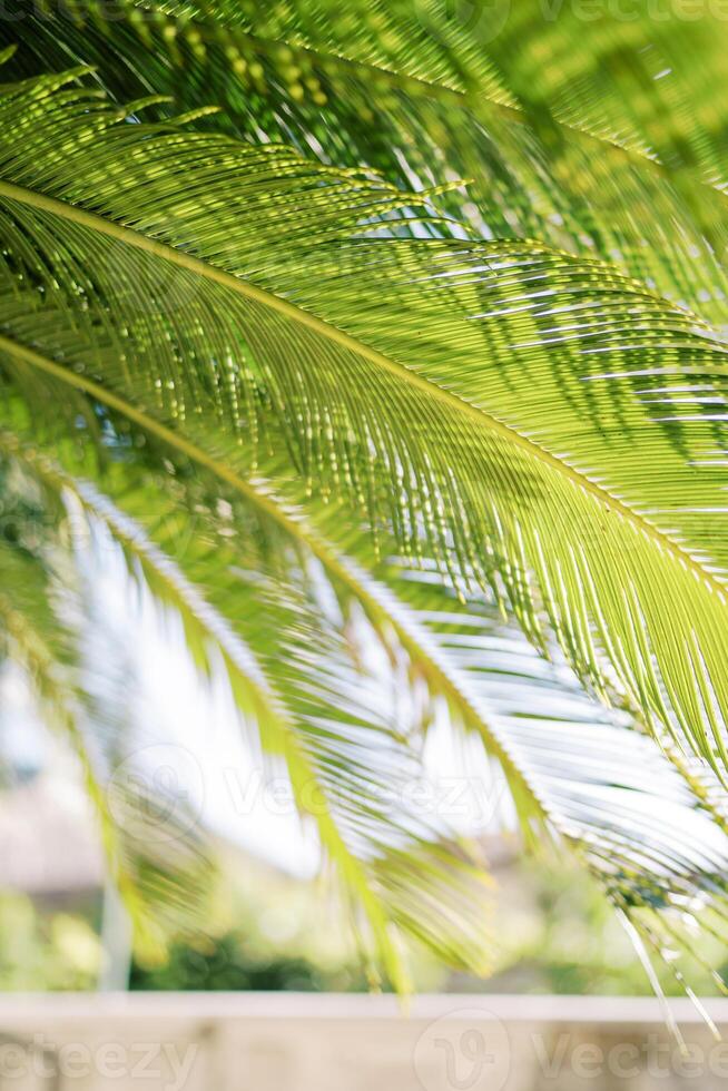 Sun shines through green palm leaves photo