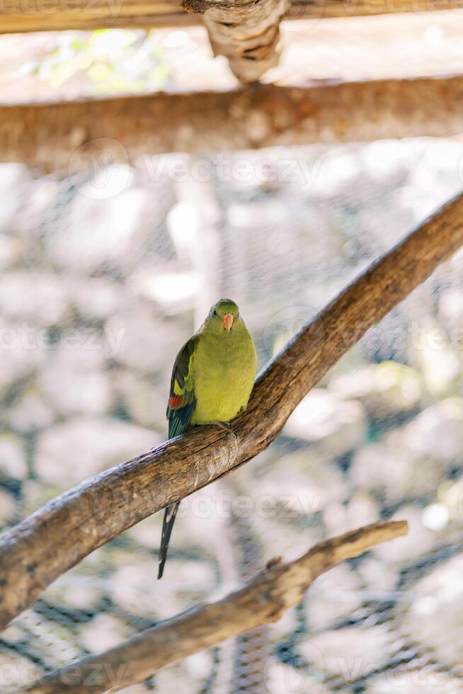 Green mountain parrot sits on a perch in a cage photo