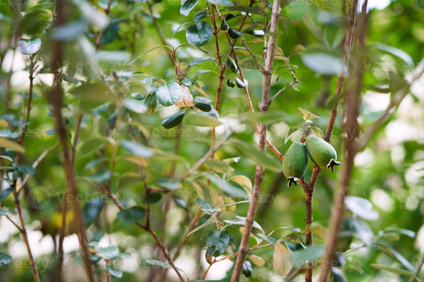 Feijoa fruits ripen on a tree in the garden photo