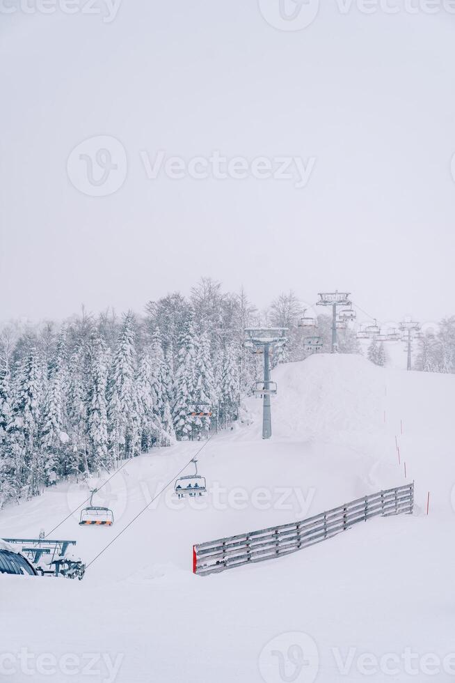 esquiadores paseo cuesta arriba en un esquí levantar encima un cubierto de nieve conífero bosque foto