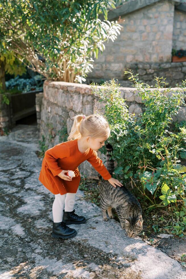 pequeño niña golpes un atigrado gato mientras en pie en el patio de un casa foto