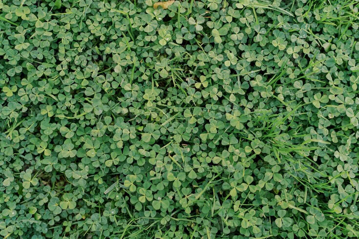 Dense green clover grows in the meadow. Top view photo