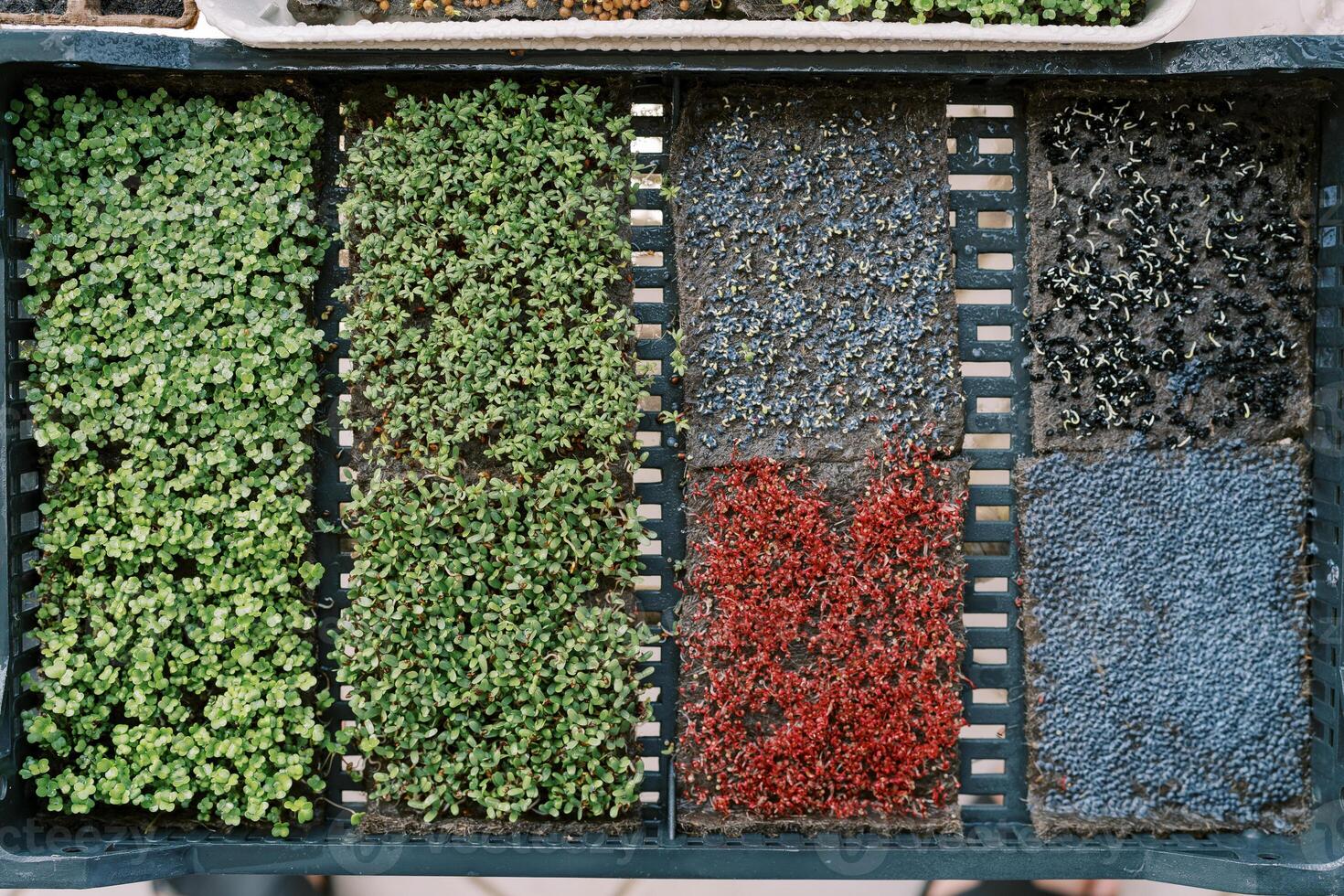 Microgreens grow in beds in a large box. Top view photo