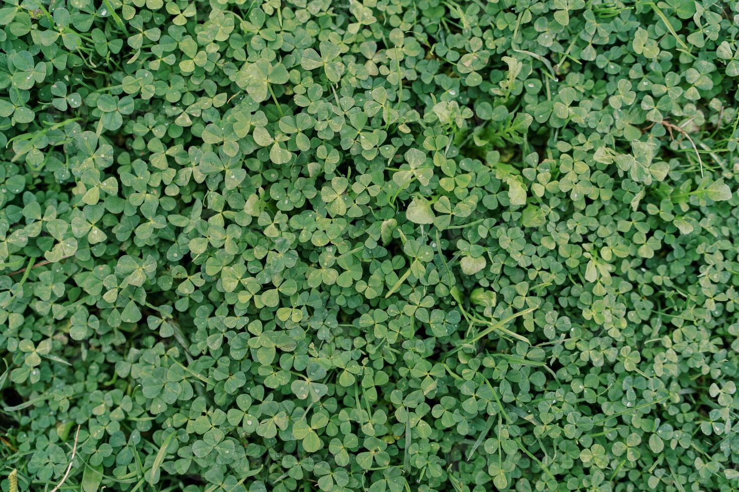 Thick carpet of green clover grows on the ground. Top view photo