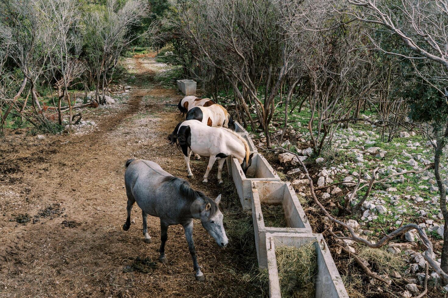 Herd of horses eats hay from stone troughs in a green park photo